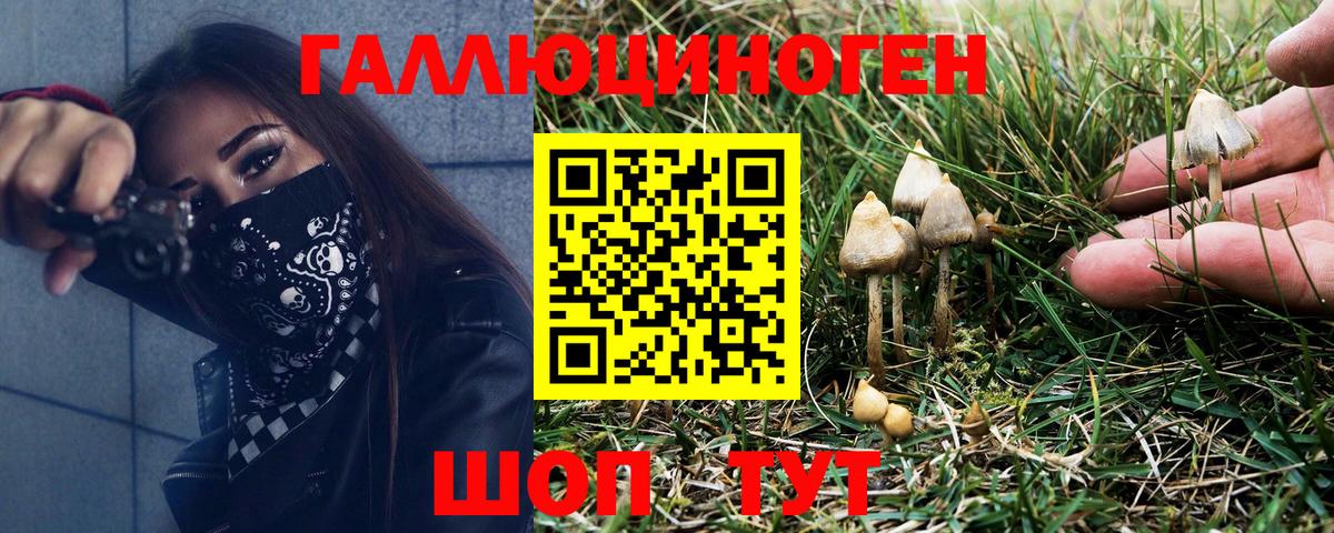 Галлюциногенные грибы Psilocybine cubensis Краснодар